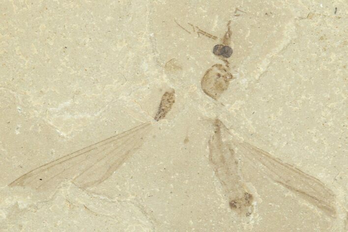 Detailed Crane Fly (Tipulidae) Fossil - Green River Formation #360073